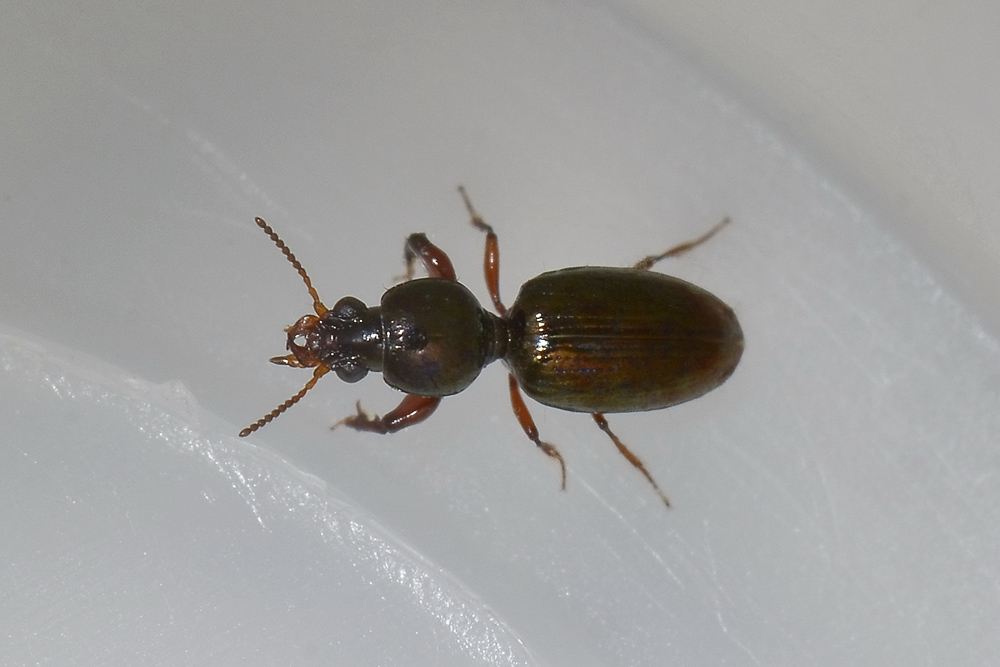 Dyschirius sp.